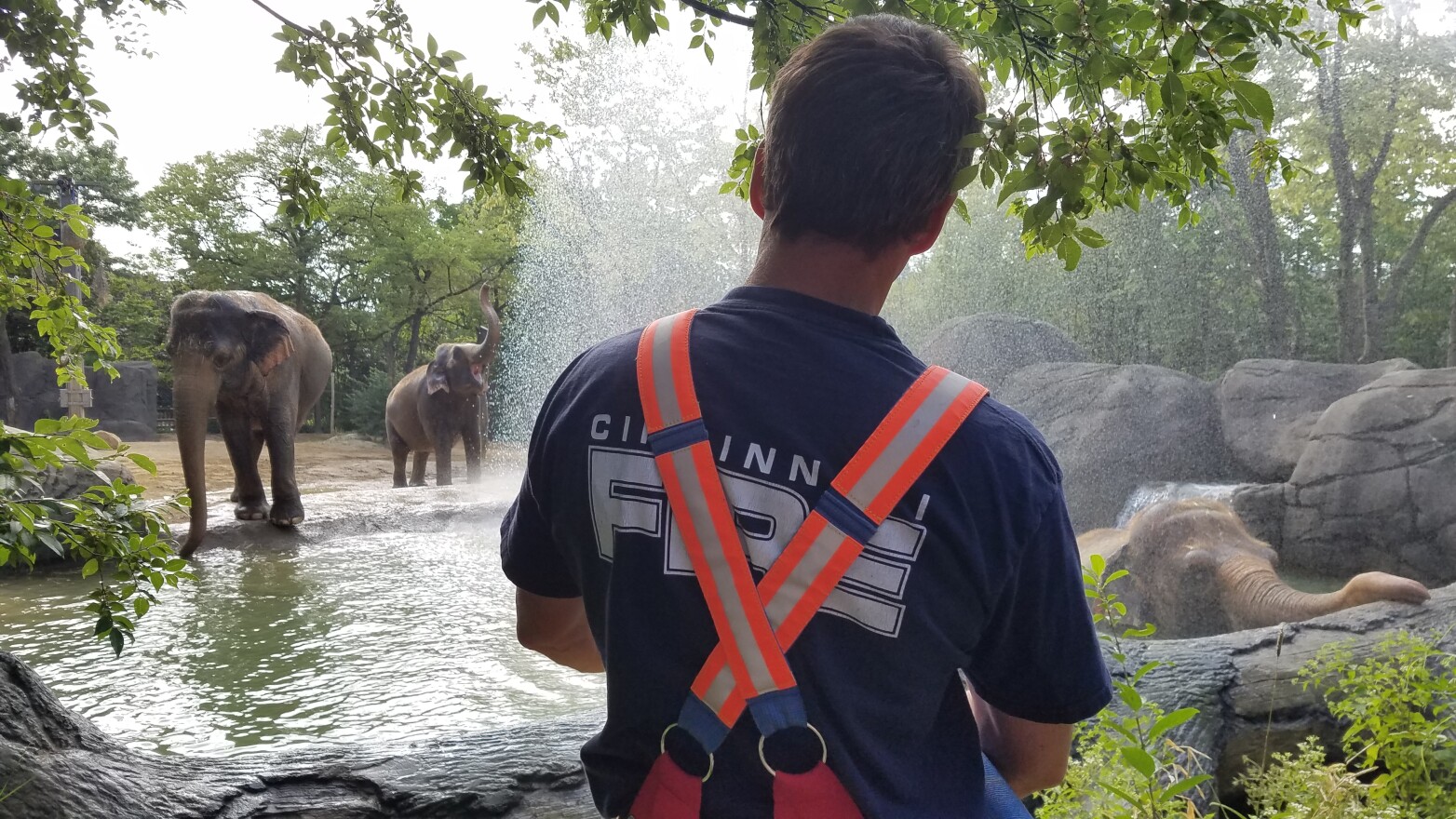 A Cincinnati firefighter hoses down the Cincinnati Zoo's elephants Schottzie, Mai Thai and Jati.
